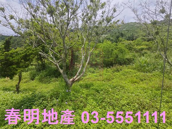 湖口農地-8