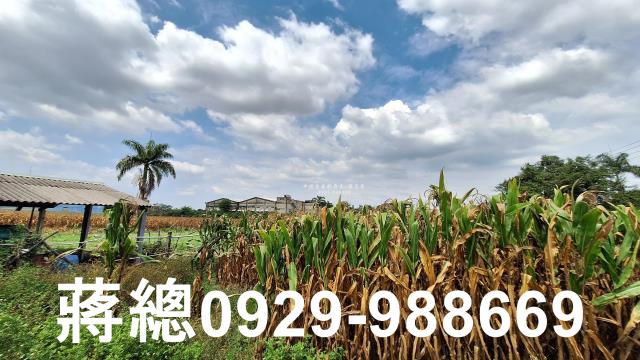 台南新市農地-10
