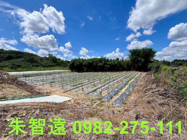 玉井農地-10