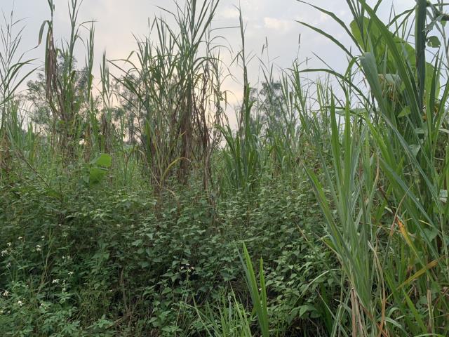 高雄內門農地-3