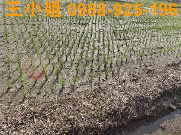桃園區農地-10