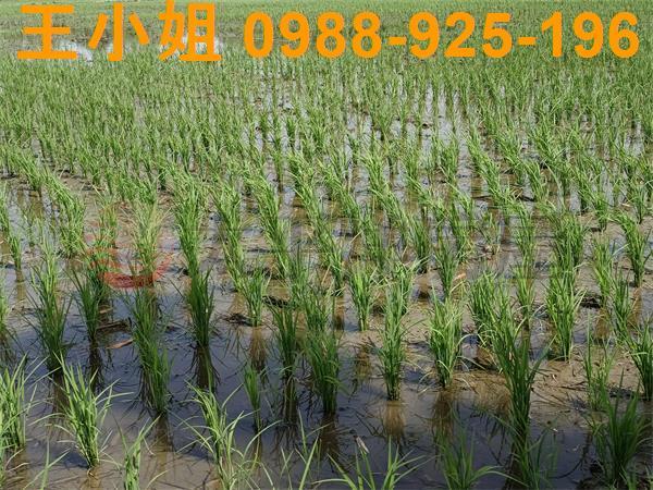桃園區農地-3