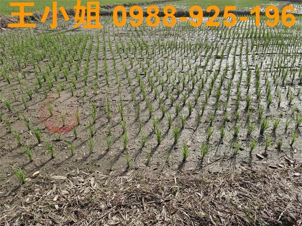 桃園區農地-6