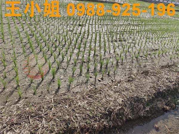 桃園區農地-8