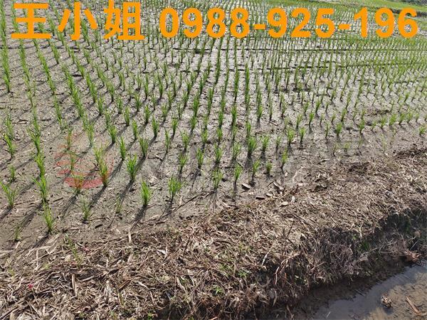 桃園區農地-9