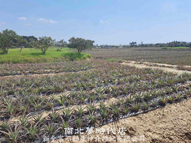 關廟農地-6