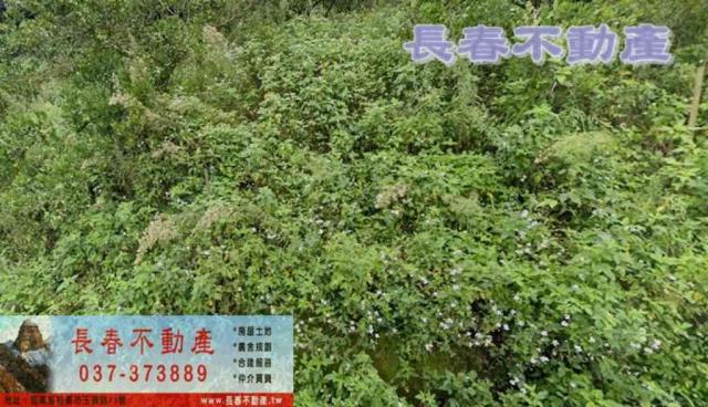 苗栗農地-1