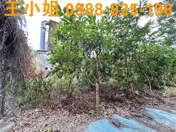 桃園大園農地-11