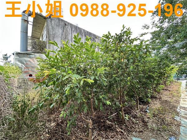 桃園大園農地-7