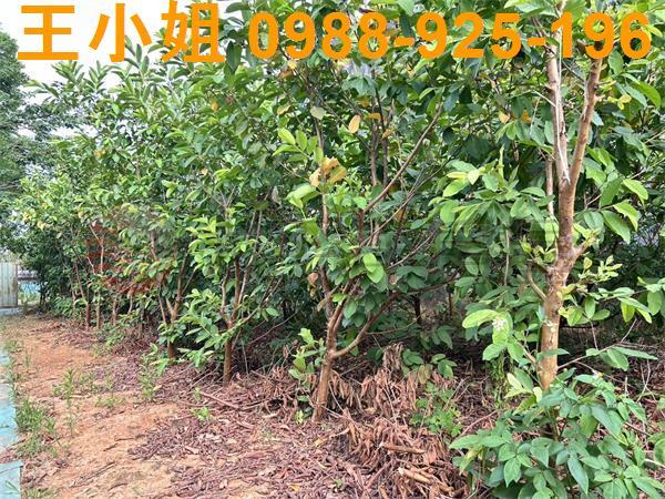 桃園大園農地-9