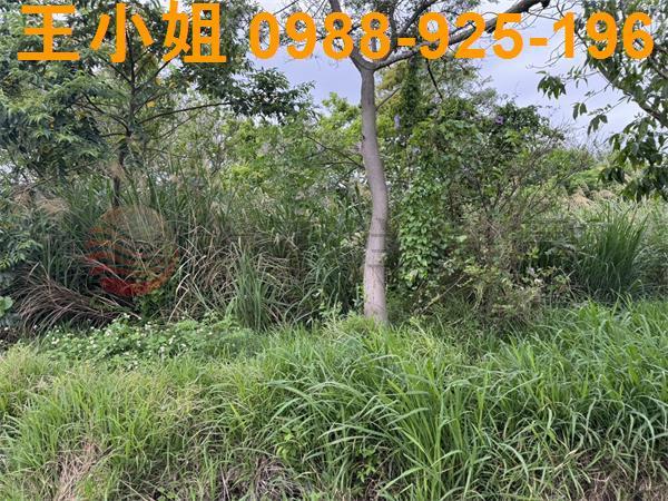 大園農地-9