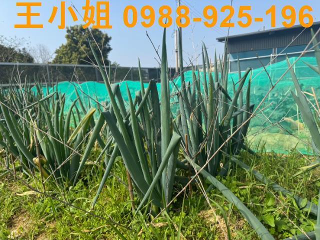 桃園龍潭農地-9