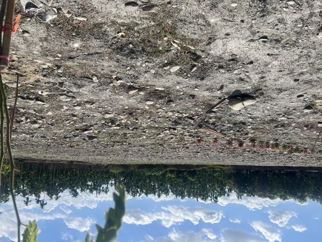 屏東內埔農地-3
