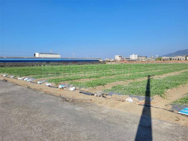 阿蓮農地-3