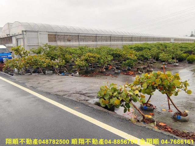 埤頭農地-8