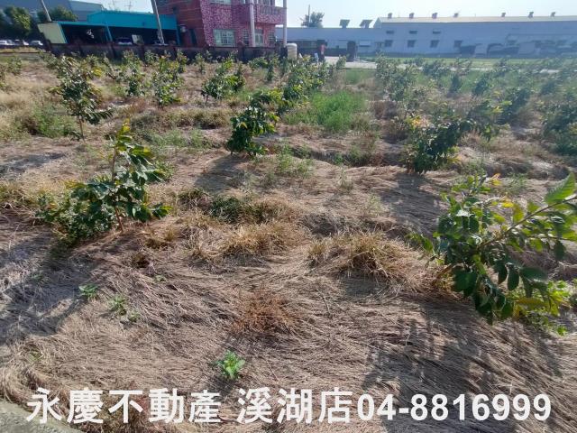 竹塘農地-6