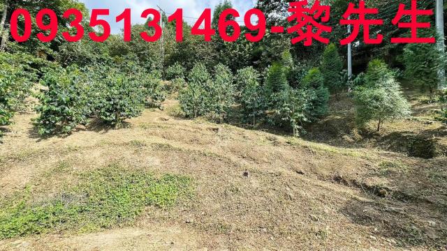 新竹橫山林地-6
