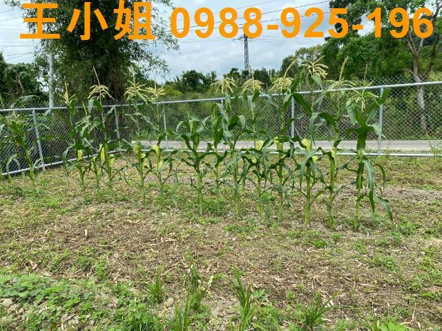 大溪農地-4