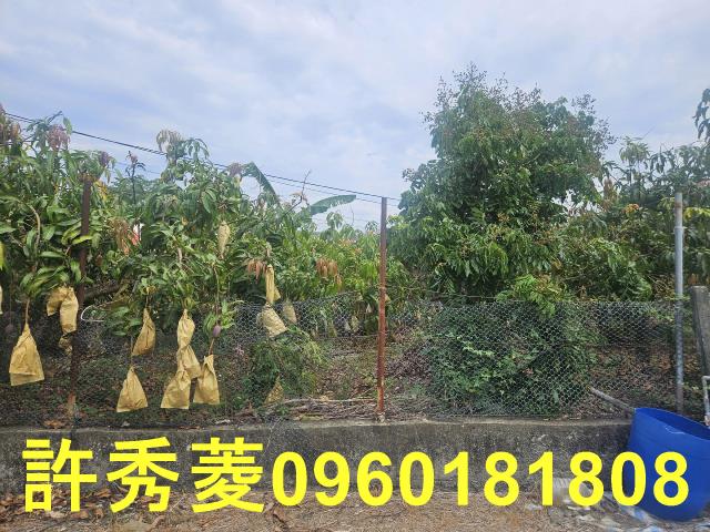 高雄田寮農地-6