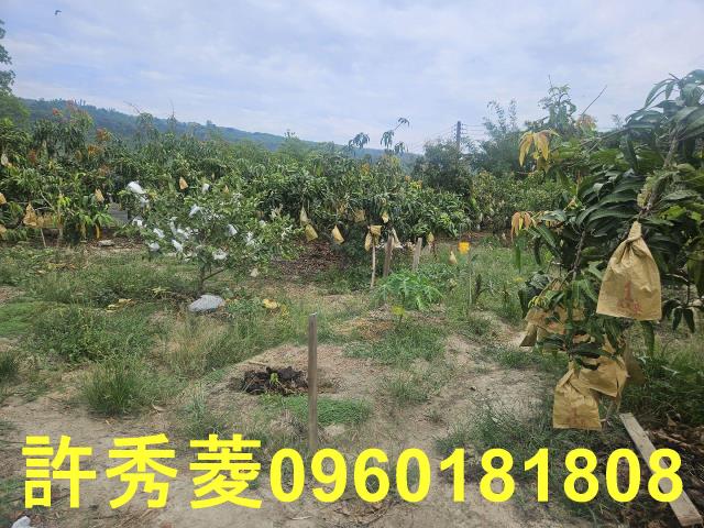 高雄田寮農地-9