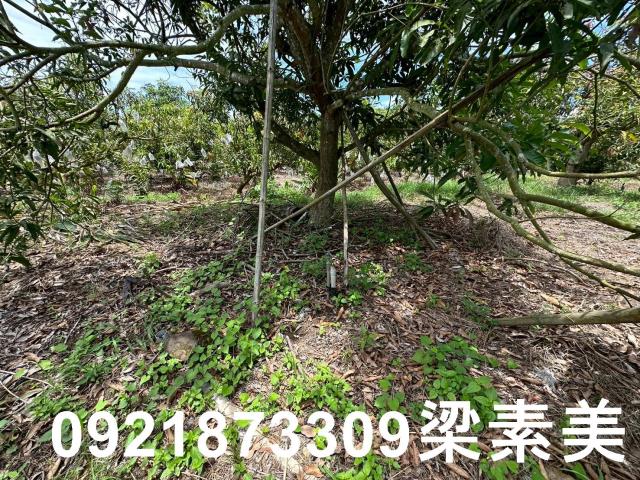玉井農地-6