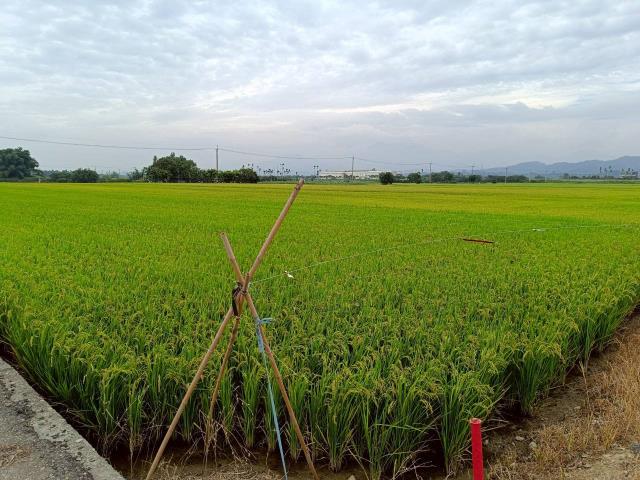東山農地-7