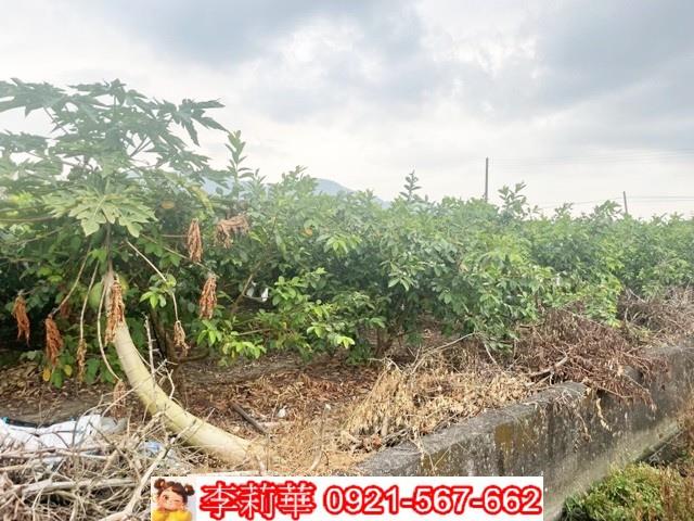高雄杉林農地-5