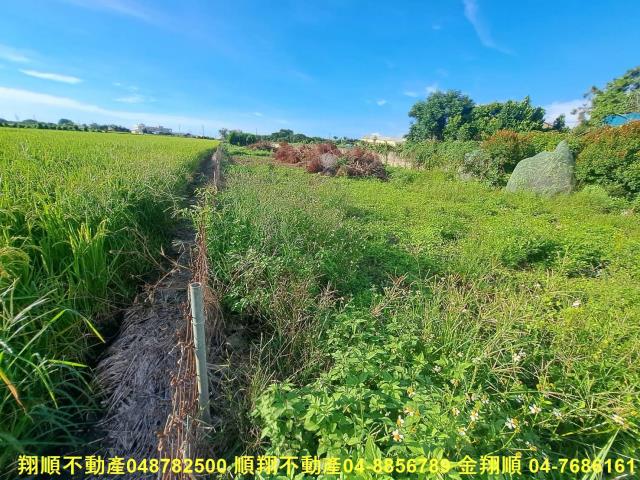 埤頭農地-8