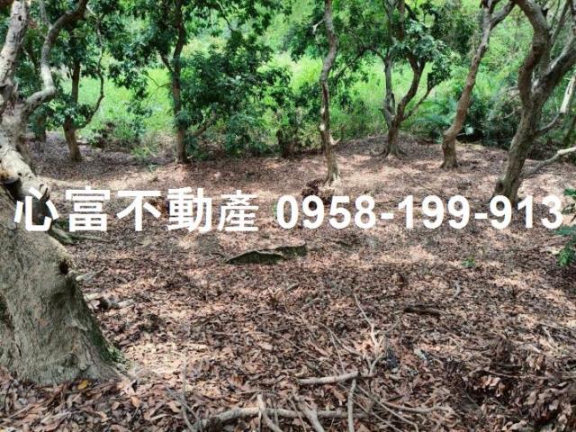 田寮農地-2