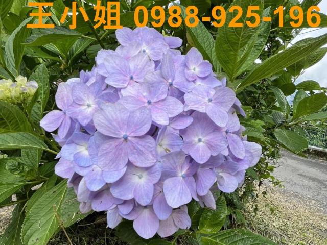 復興農地-10