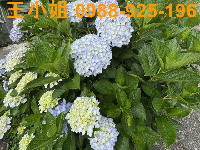 復興農地-11