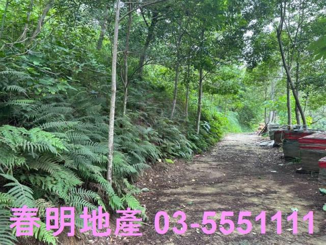 新竹林地-11
