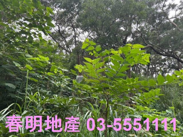 新竹林地-12