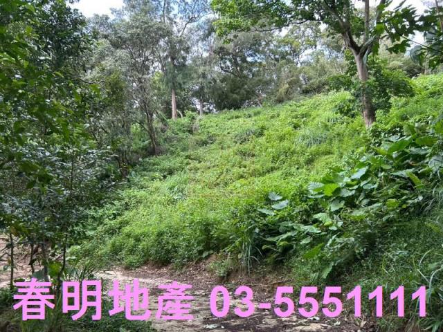 新竹林地-1