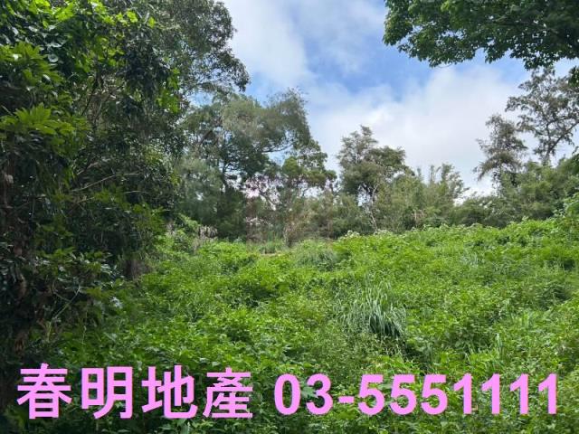 新竹林地-3