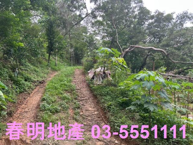 新竹林地-5