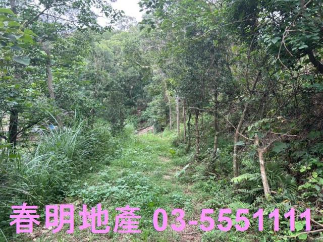 新竹林地-6