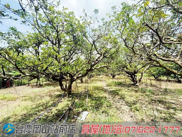 高雄橋頭農地-10