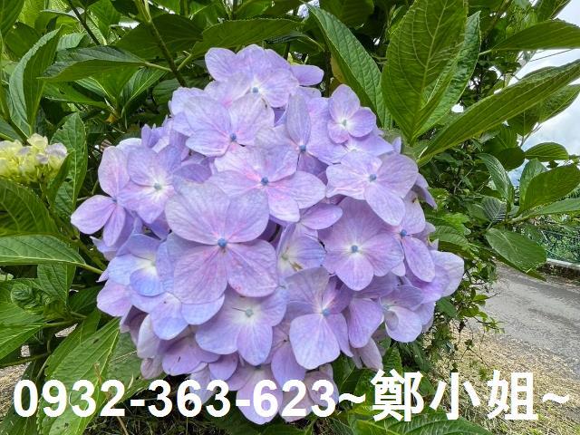 桃園復興農地-10
