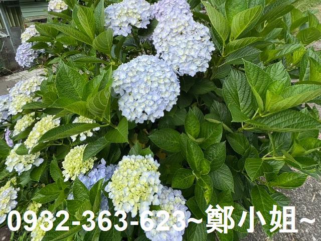 桃園復興農地-11