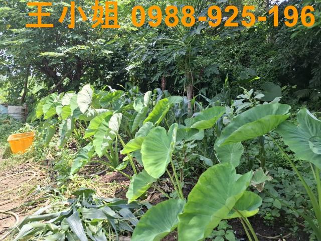 中壢農地-9