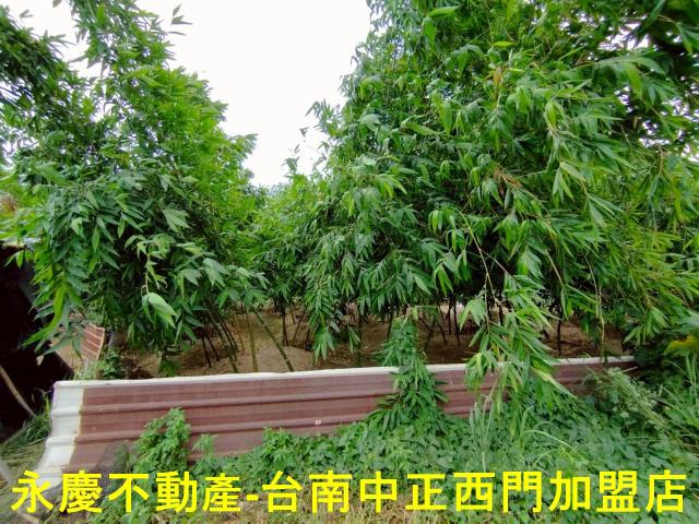 歸仁農地-6