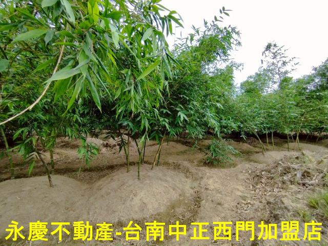 歸仁農地-7