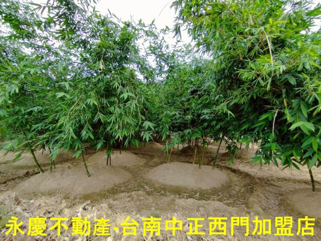 歸仁農地-9