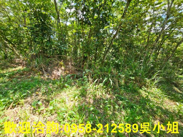 新竹關西山坡地-13