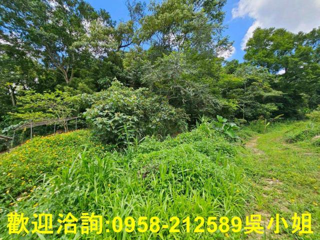 新竹關西山坡地-5