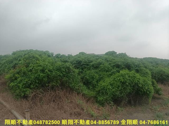 芳苑農地-2