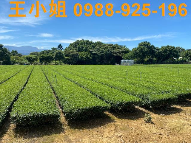 龍潭農地-6