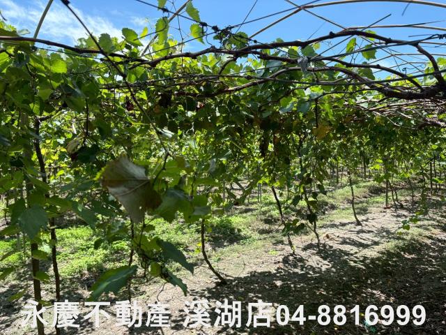 彰化溪湖農地-4