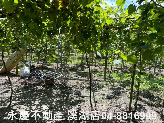 彰化溪湖農地-5